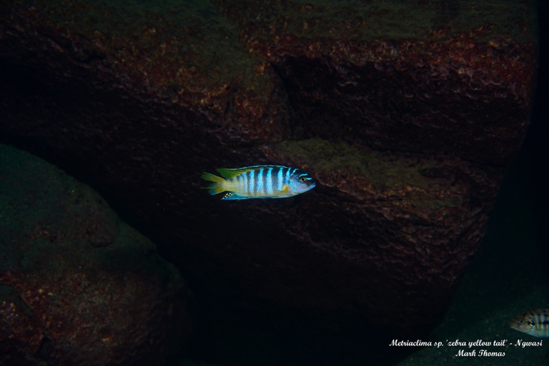 Maylandia sp. 'zebra yellow tail' Ngwasi